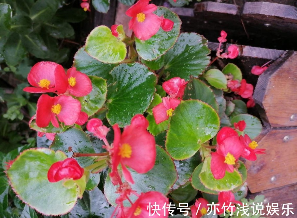 四季海棠|气候四季分明,养花就养这3样,天冷天热花开不停,漂亮好活