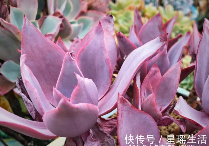 叶子|多肉植物为什么会变色？科学家的养肉秘籍，4招教你给多肉上色