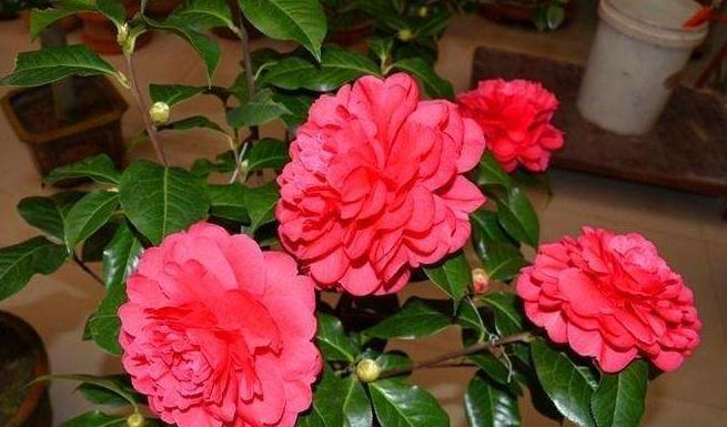 3种花现在扦插还不晚，剪个枝插盆里，生根快成活率高