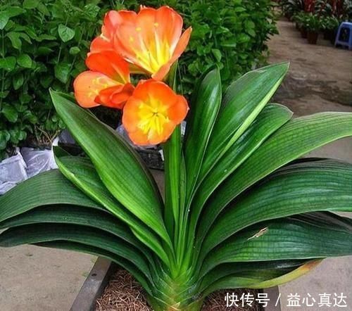公认不好养的3种花,大部分花友表示养不满1年,你养过几种
