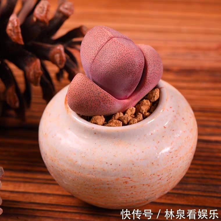 女朋友|9种比较稀有的多肉品种，追女朋友神器，让女神爱上多肉爱上你