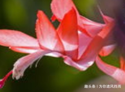 家养蟹爪兰习惯性不开花学会这三个小技巧,轻松爆出大花球