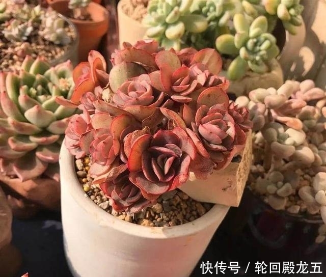 7字秘诀来养多肉,入坑9年多肉植物没徒也没腐