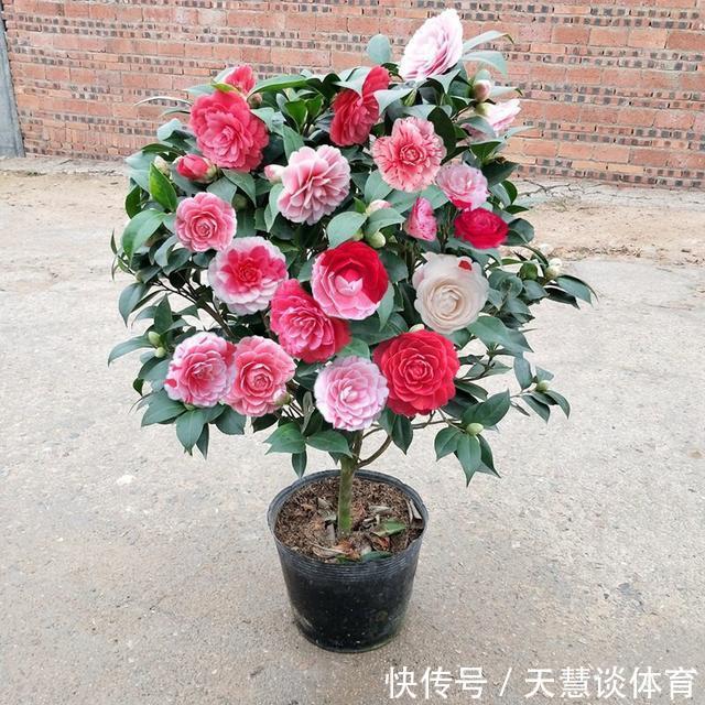 天气冷,六种花要“干养”,少水多晒才健壮,养成老桩更旺家