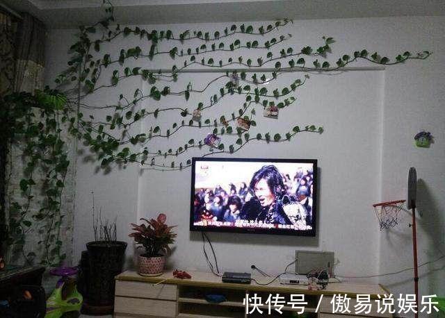 金心吊兰|吊兰、绿萝别再这么养,不然像打了激素,猛蹿个撑爆盆!