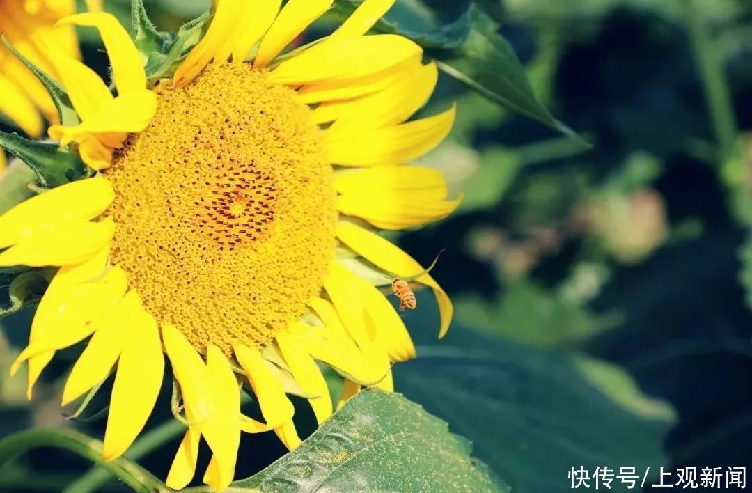 夏日探花丨金海湖畔|夏日探花丨金海湖畔向日葵进入最佳观赏期，邀你快来打卡