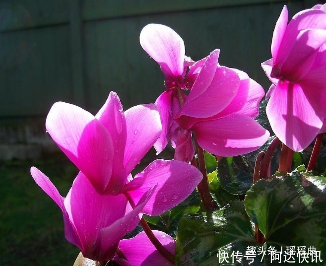 此花是奥运会吉祥物,娇艳夺目,烂漫多姿,被日本人称为爱之圣花