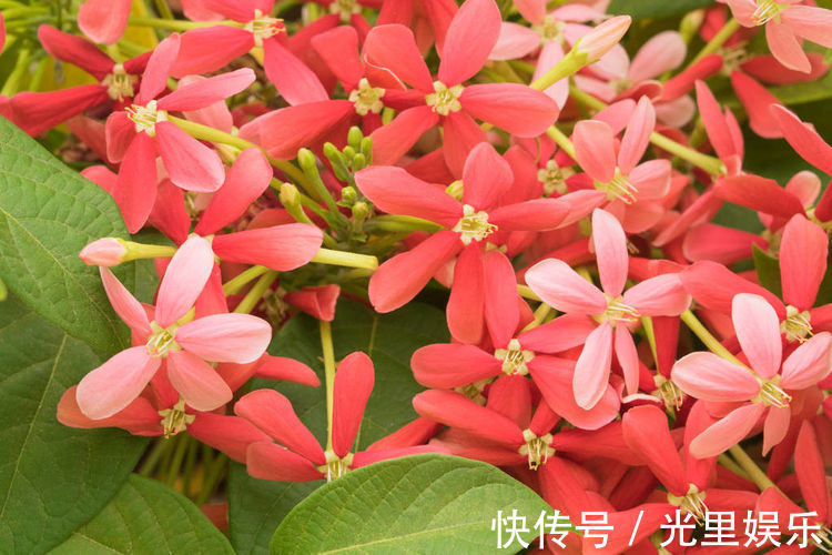 在家中养护花卉，就选择长势茂盛，花色艳丽，开花繁多的5种花卉