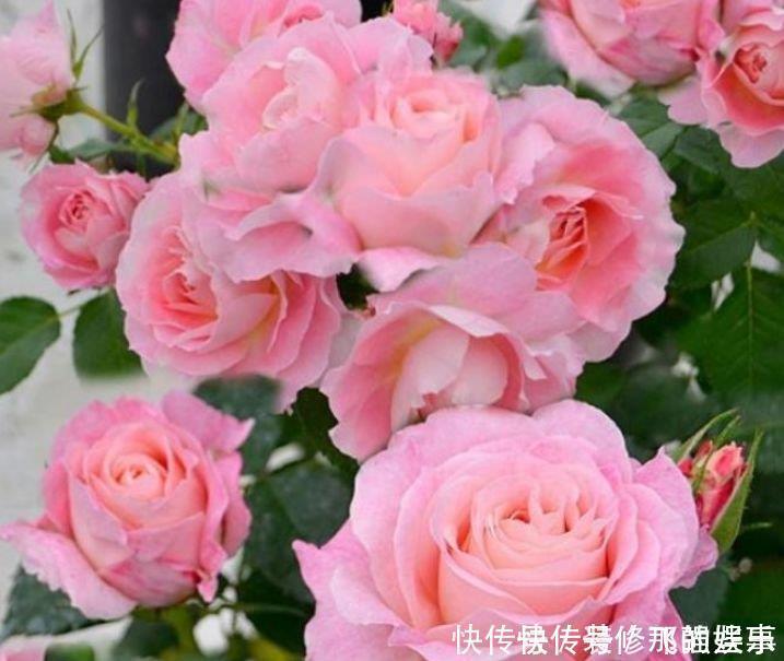 绚丽|4种漂亮花,开花五彩缤纷,绚丽多彩,懒人最爱