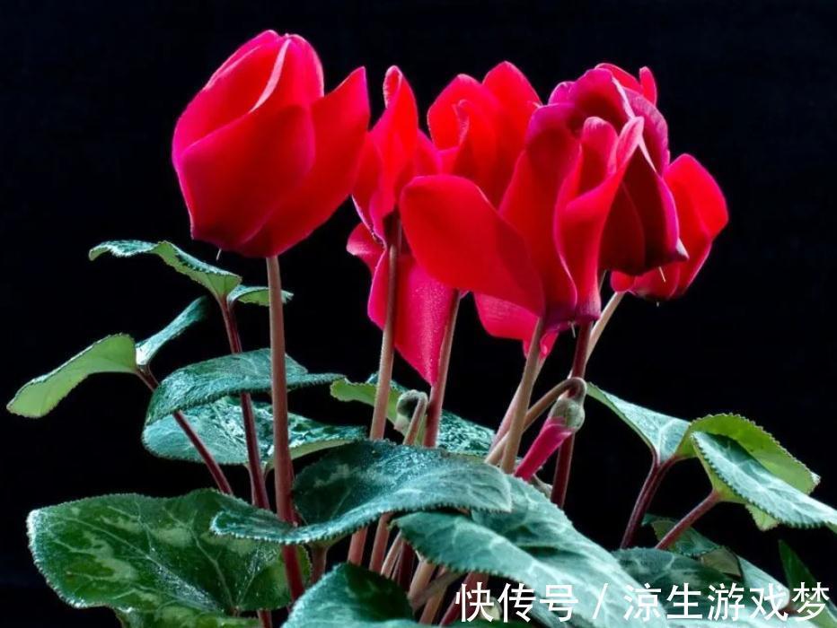 公认难养的10种“漂亮花”，没有几年养花经验，建议别买回家