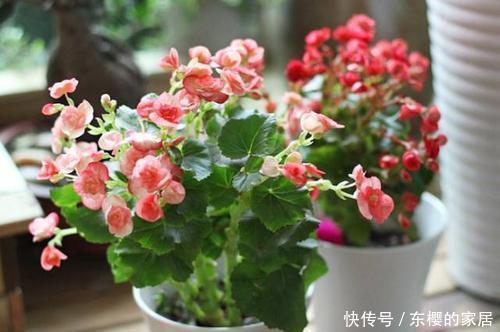 6种漂亮花,花期长好养护,花朵大颜值高,值得拥有!