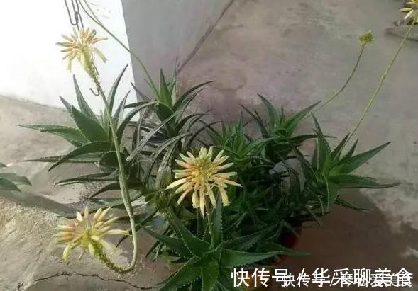 观赏性|喜欢盆栽这3款植物就赚大了,既能观赏又能治病,堪称天然药箱