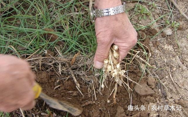 伙伴们|遇见了，请你尽量摘叶子，别挖根，答应我，它太珍贵了