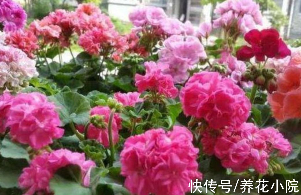 三种花要“穷养”,10月以后“虐一虐”,花苞长满枝头