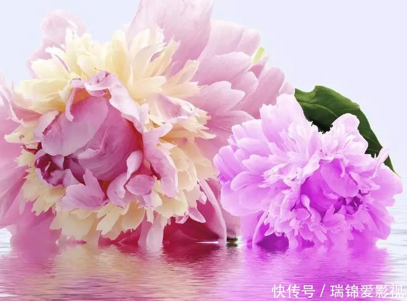 三种正能量的花,寓意极好家人兴旺,喜欢赶紧养一盆!