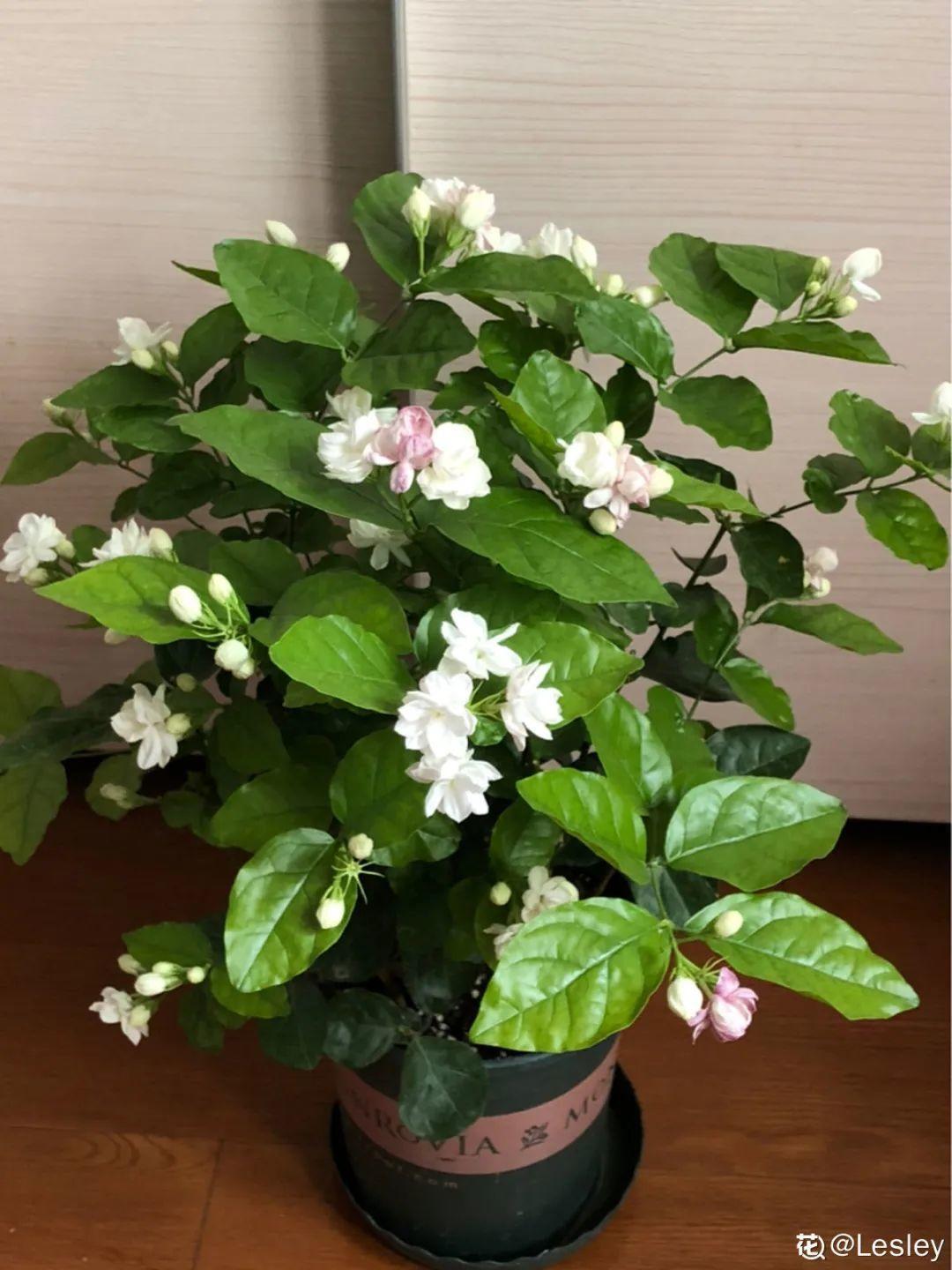 家里养了月季，花后使劲剪，越剪越开花，真省心