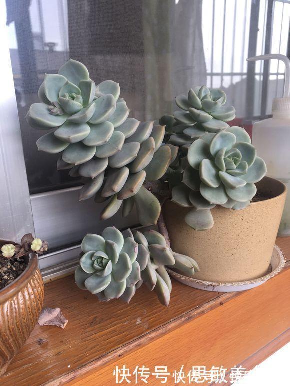 喜欢养多肉,从便宜的入手,新手必备四种多肉,又便宜又好养