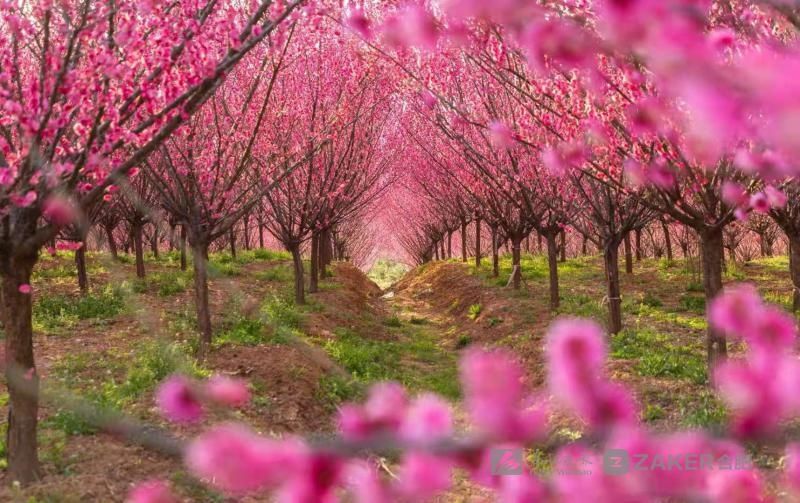 油菜花|早春花红清水湾