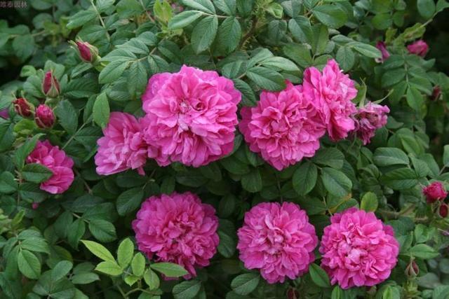 这5种花,都是老中医的最爱,个个都养人,看看你养了哪种