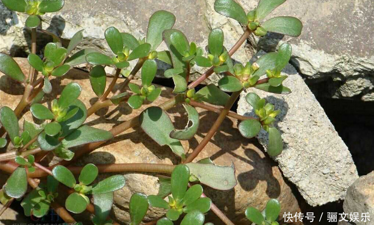 农村里的6种野菜,比肉还好吃,第4种刚出锅就抢光