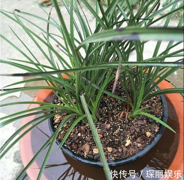 小动作|浇水前做个“小动作”,养花从来不烂根,个个猛开花,刹不住闸