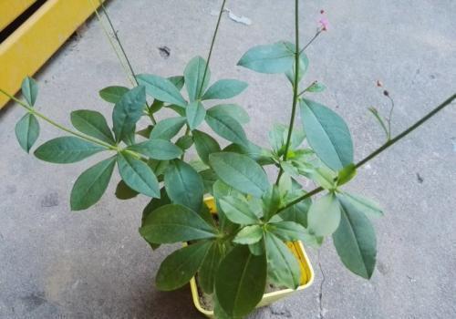 糖尿病肾病|冬天可常食此菜,多给孩子吃,气血足了,补钙质,个头超过同龄人