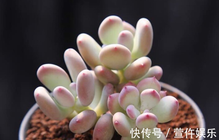 多肉植物想养好,记住黄金浇水法,想爆盆也不难