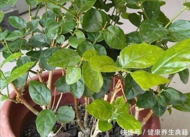 家庭养花，经常用1种水，不黄叶，开花美艳！