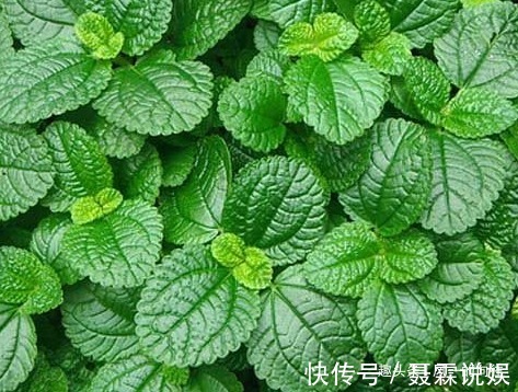 这三种绿植堪称植物界的吸油烟机,厨房放一盆,好看又健康