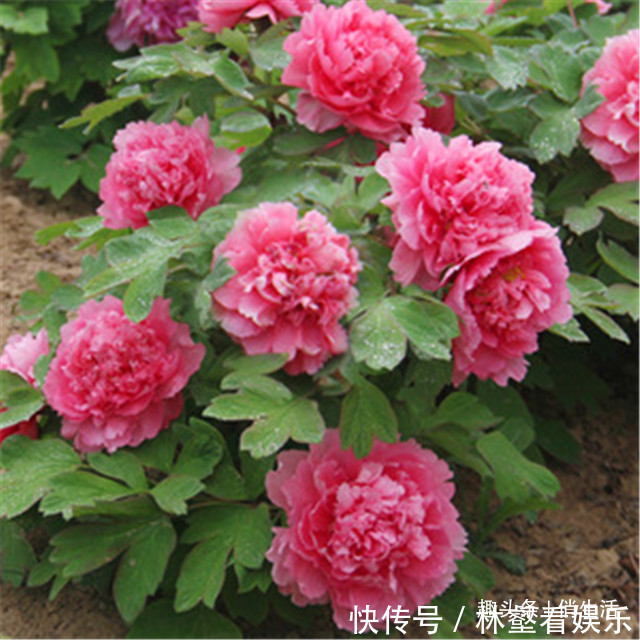 圆锥形|院子养花,就养一些“开花精品”大胡红,花开火红,百花争艳