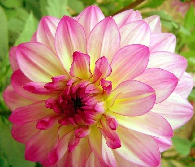 4种花养家里,福旺运旺财更旺,家里养一盆,招财又纳福!