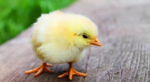 碳酸饮料|这5类食物让孩子越吃越“早熟”,孩子不懂,家长可别跟着无知