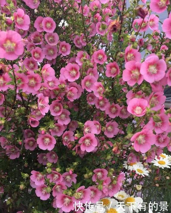 超长待机的3种花,一年开三季,好看又霸气,春天养一盆,刚刚好