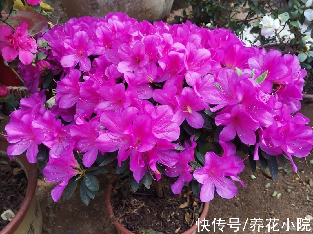 杜鹃有“2怕3不喜”，了解它的“喜好”，才能长得旺，多开花