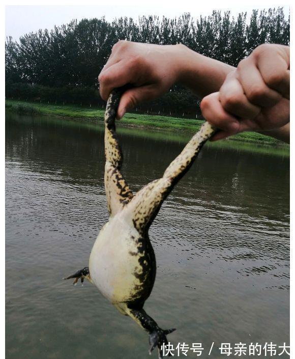 大水过后，河里来了一群“大嘴怪”，当地钓鱼人：鱼快被吃光了