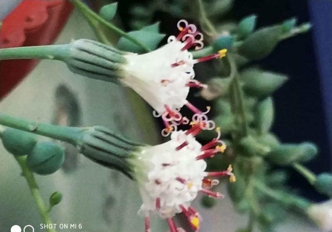 家里养盆它,挂窗边垂下2米绿窗帘,一开花更美!