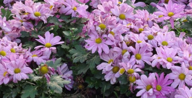 喜欢菊花,不如养盆优良名菊‘花洒玖瑰’花色靓丽,美丽淡雅!