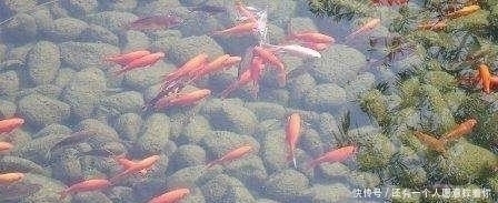 “水至清则无鱼,人至察则无徒”的含义,我们真正弄懂了