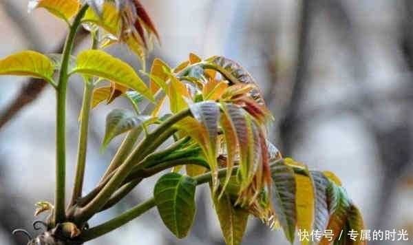 益母草膏|老中医提醒：在农村这4种野菜不仅能抗疲劳，而且还能清热排毒！