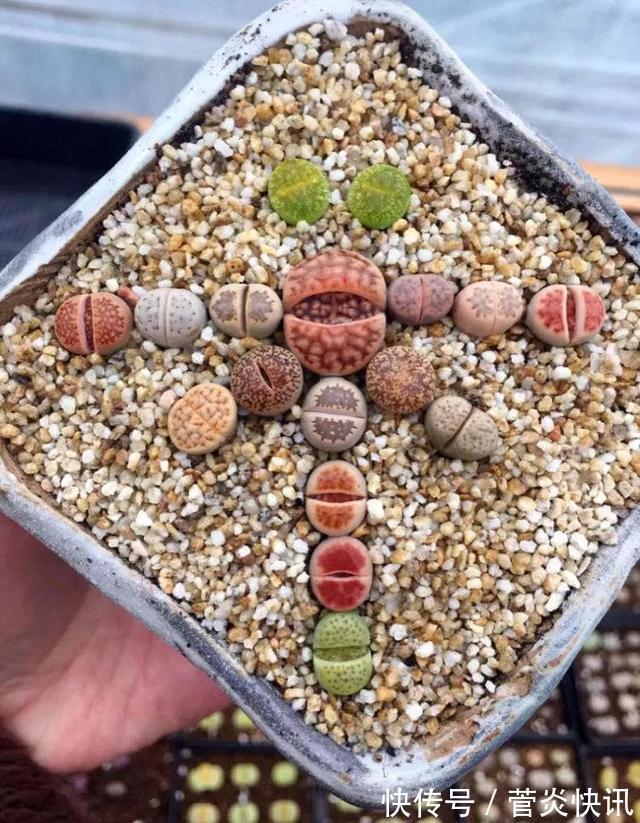 灵感|多肉拼盘玩一次就上瘾,这些创意拼法,你一定喜欢