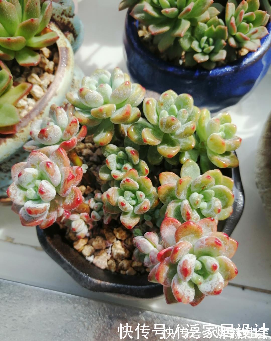 水雾|夏天温度高，不要给这“三多肉”喷水，否则易黑腐，直接化成水