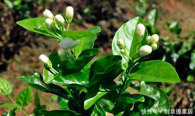 柠檬树|家庭养花不如种树,盆栽柠檬、清香木、九里香,屋里四季飘香