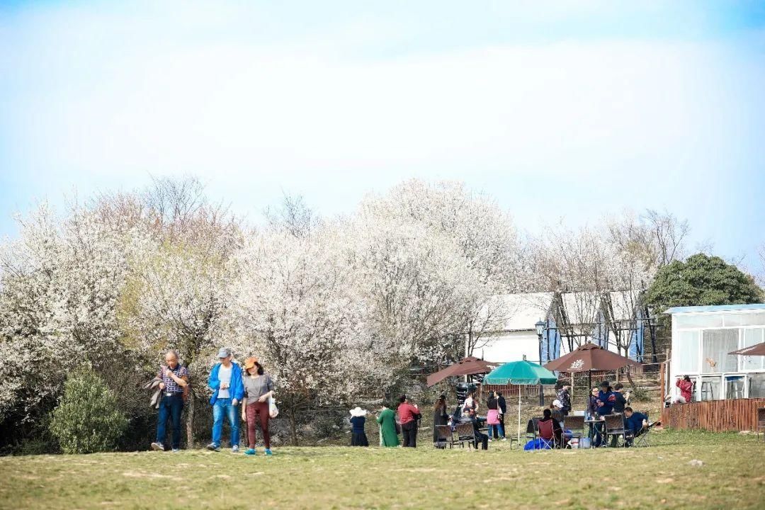 老年|云龟山万亩野樱花怒放，简直美到犯规！