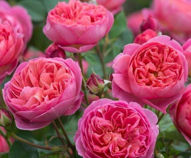 睡眠质量|人养花,花也养人,4种花最适合养家里,好养不占地,烂漫迷人!