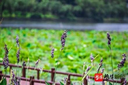 花卉|玄武湖水生花卉盛开，夏天的味道越来越浓