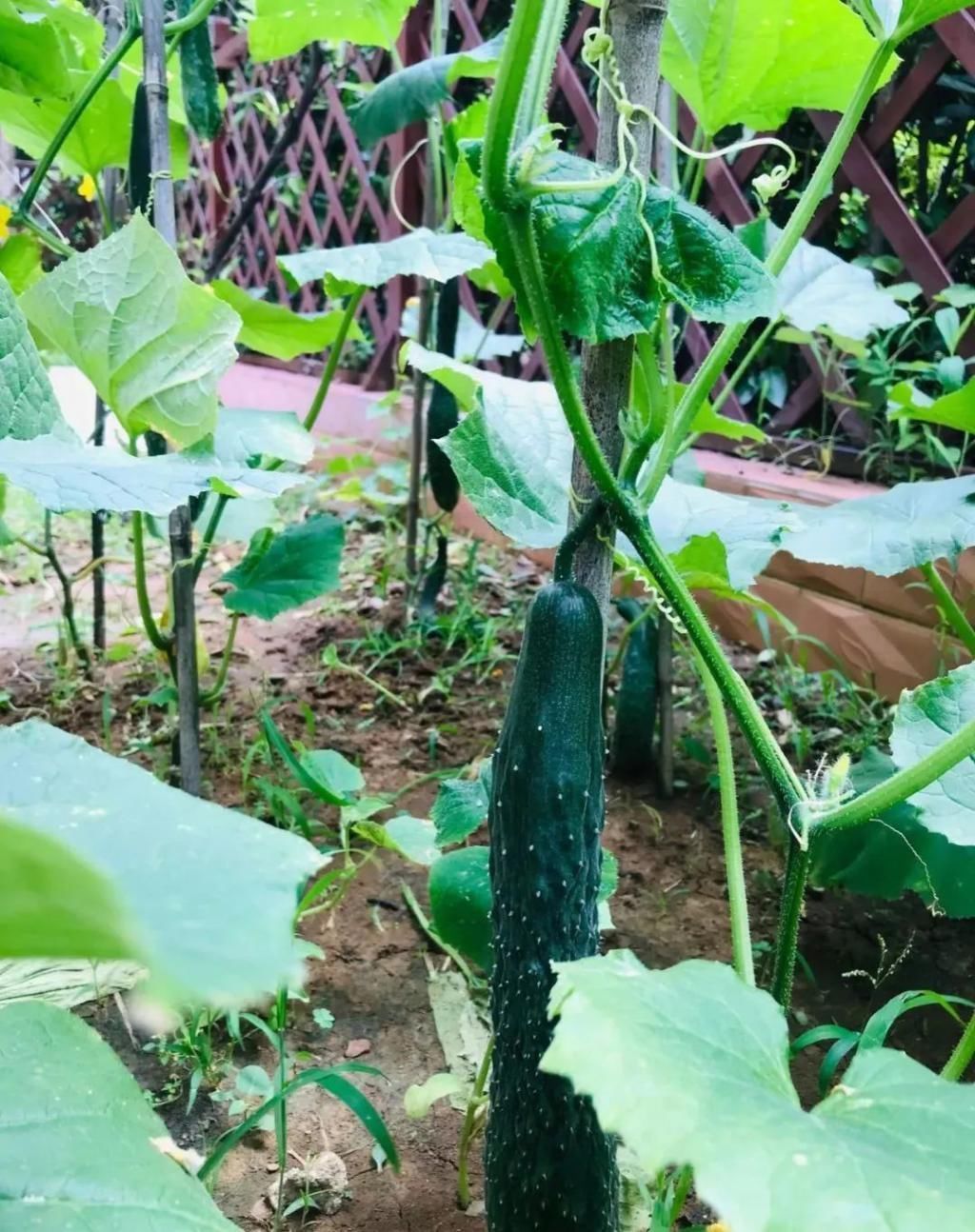 等我老了以后,找个小院陪你养花种菜!