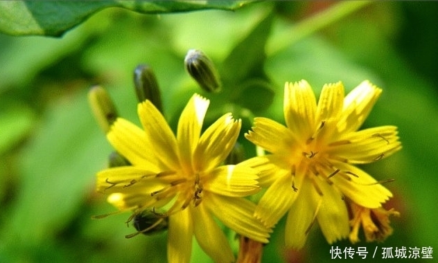 菊花|农村一种像是菊花的野草,以前没人知道,现今才知它的价值