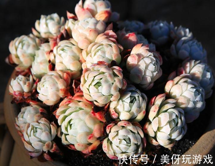 想不到这种多肉植物也是有香味的,家里养了的朋友赶紧闻闻