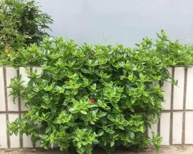 上班族更喜欢的三种懒人花,秋冬季节更好打理,开花还漂亮