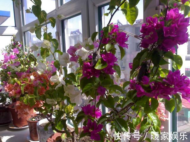 美女|邻家美女这样养三角梅,四招就轻松养成花海!